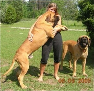 Giant Dogs, How Big It Can Get