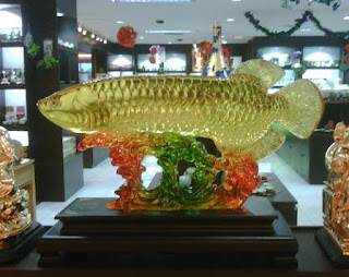 Dragon Fish Arowana Beauty