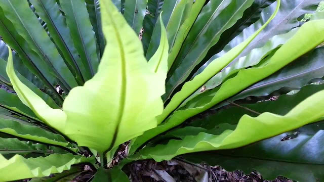 Birds Nest Fern