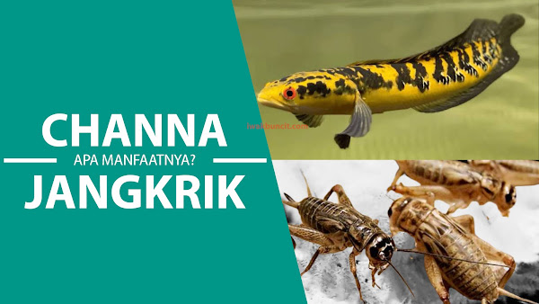 Apa Saja Manfaat Jangkrik untuk Ikan Channa? Benarkah Bisa dengan Cepat Memunculkan Warna?