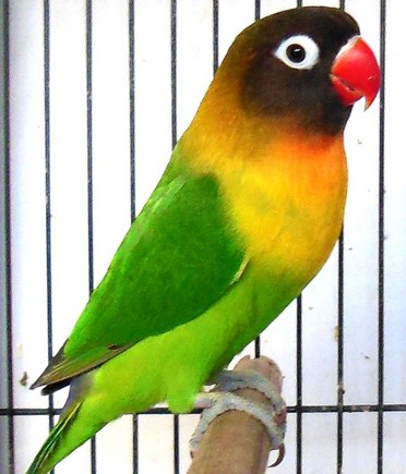 Populer 75+ Jenis Dan Warna Lovebird Yang Bagus