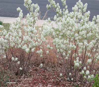 service berry, saskatoon, Amelanchier