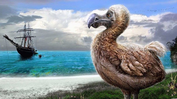 Misteri Kematian Burung Dodo Terakhir di Muka Bumi