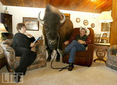 Buffalos Can Also Be Amazing House Pet Seen On  www.coolpicturegallery.us