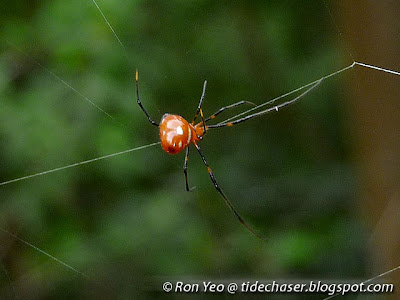 Red Silver Spider (Argyrodes flavescens)