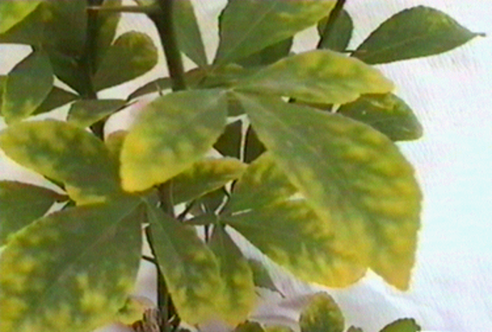 Symptoms of Boron (B) toxicity in leaves of a citrus rootstock named Swingle citrumelo.