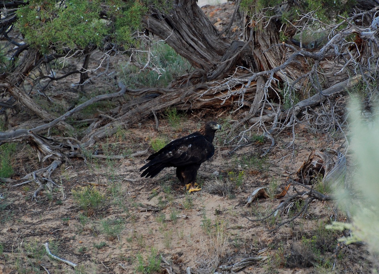 Aquila chrysaetos