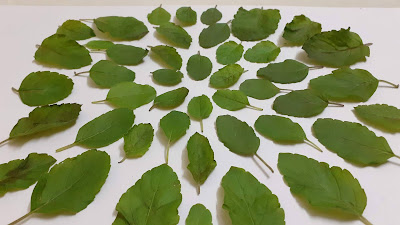 Ayurveda Medicinal Plant Tulasi ആയുർവേദം തുളസിയുടെ  ഔഷധ ഗുണം in  Malayalam