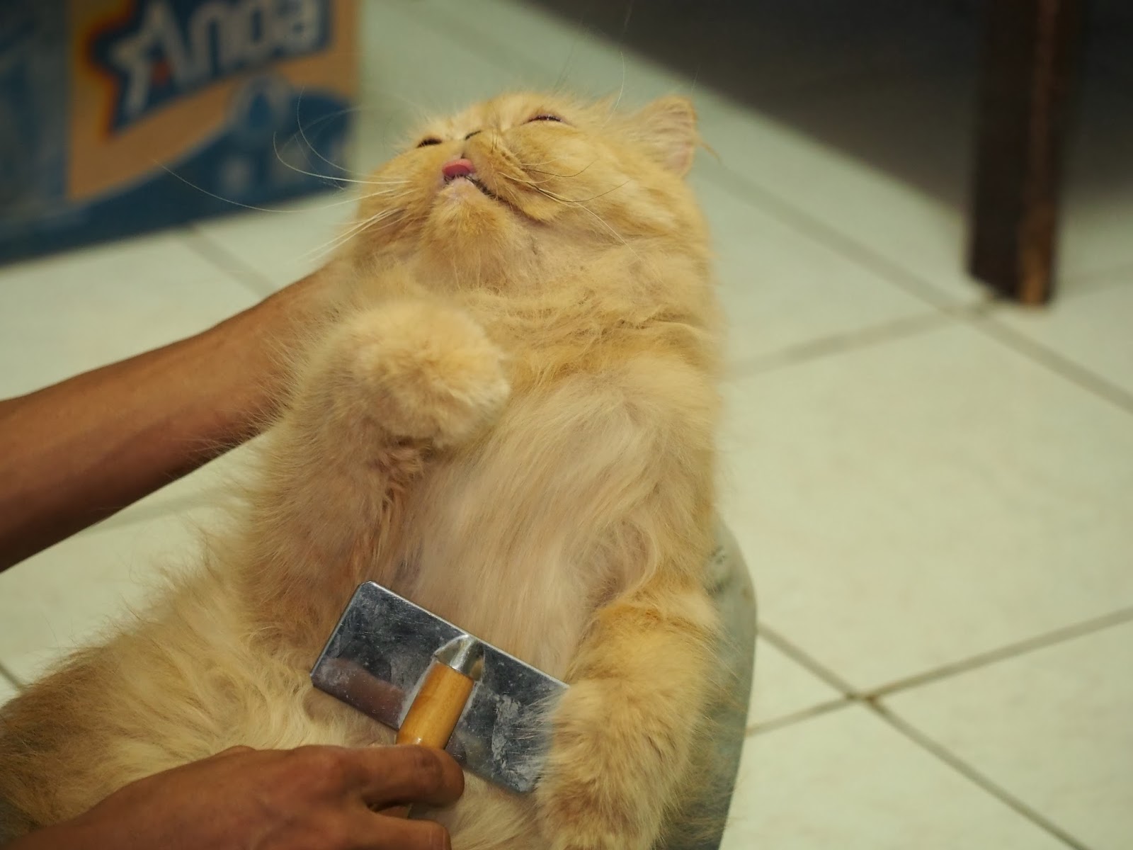 Cara Membersihkan Kucing Persia Anggora Grooming Info Kucing