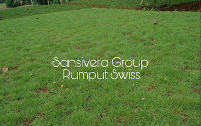 Jual Rumput Swiss Harga Murah