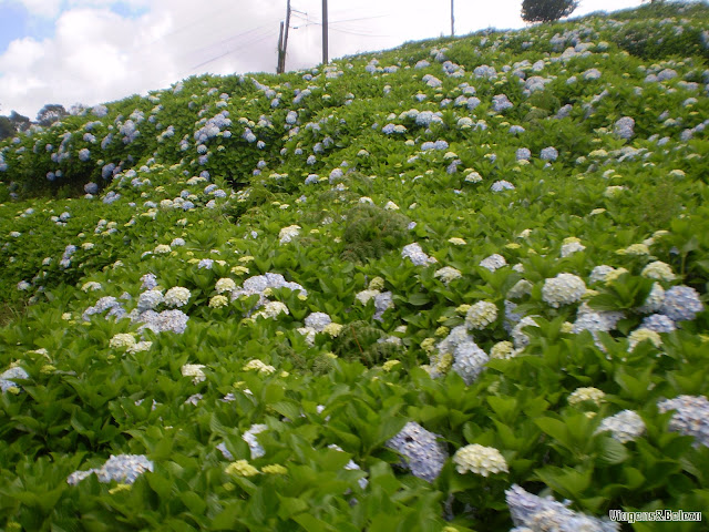 Passeio de Maria Fumaça na Serra Gaúcha