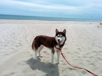 Dog Friendly Getaway in Montauk, New York, Dog friendly beaches, Montauk Lighthouse, New York City, Long Island travel destination, The Hamptons Long Island, Dog Friendly travel in New York