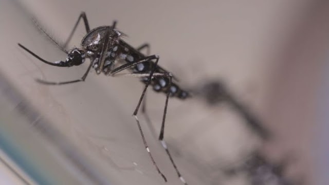 Com nova "fábrica de Aedes aegypti", Brasil ampliará combate a doenças