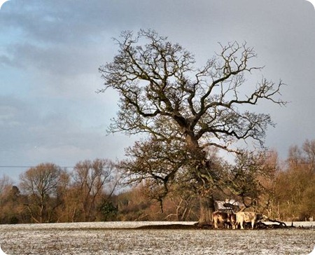 Oak at Narborough4 1205 500