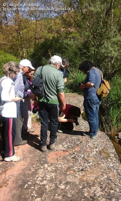 http://www.biodiversidadvirtual.org/insectarium/III-Testing-de-Biodiversidad-Punto-BV-Espacio-Pirineos-img797452.html