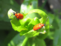 Two red bugs, Palestrina55@Flickr