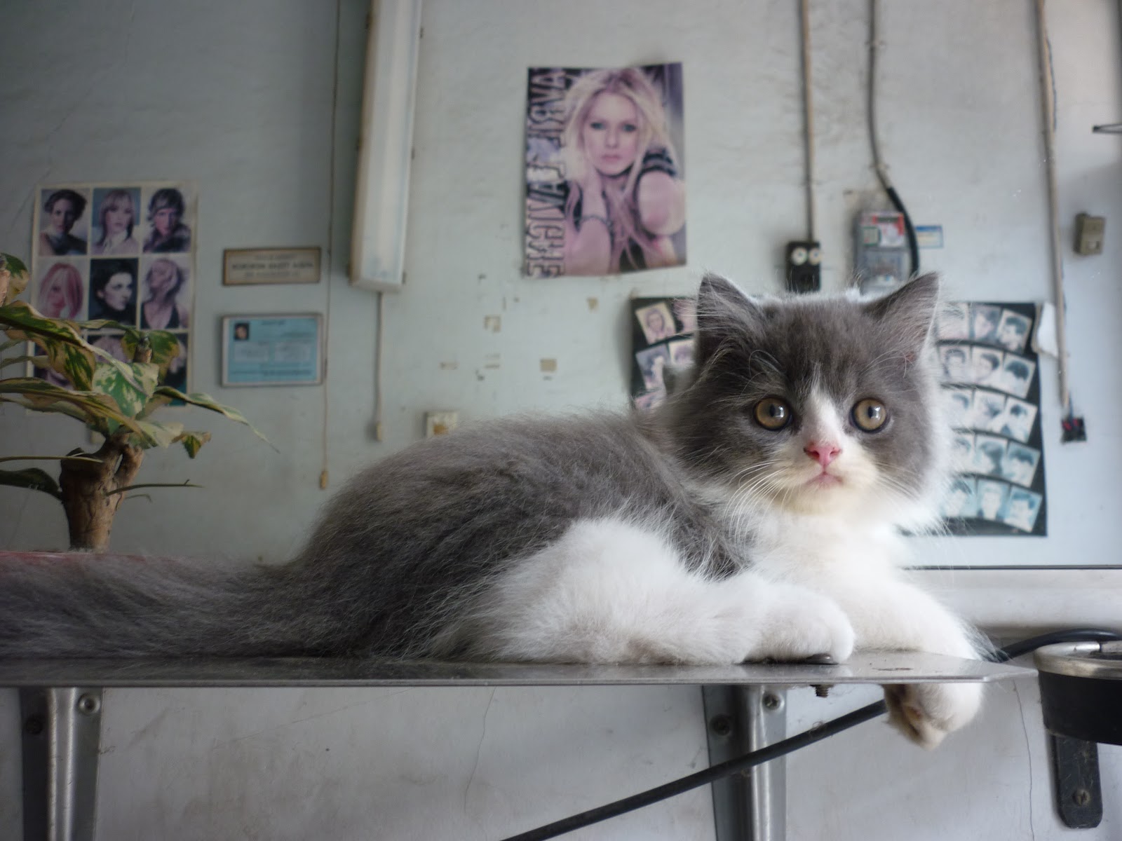 Aprils Zone Jual Kucing Persia