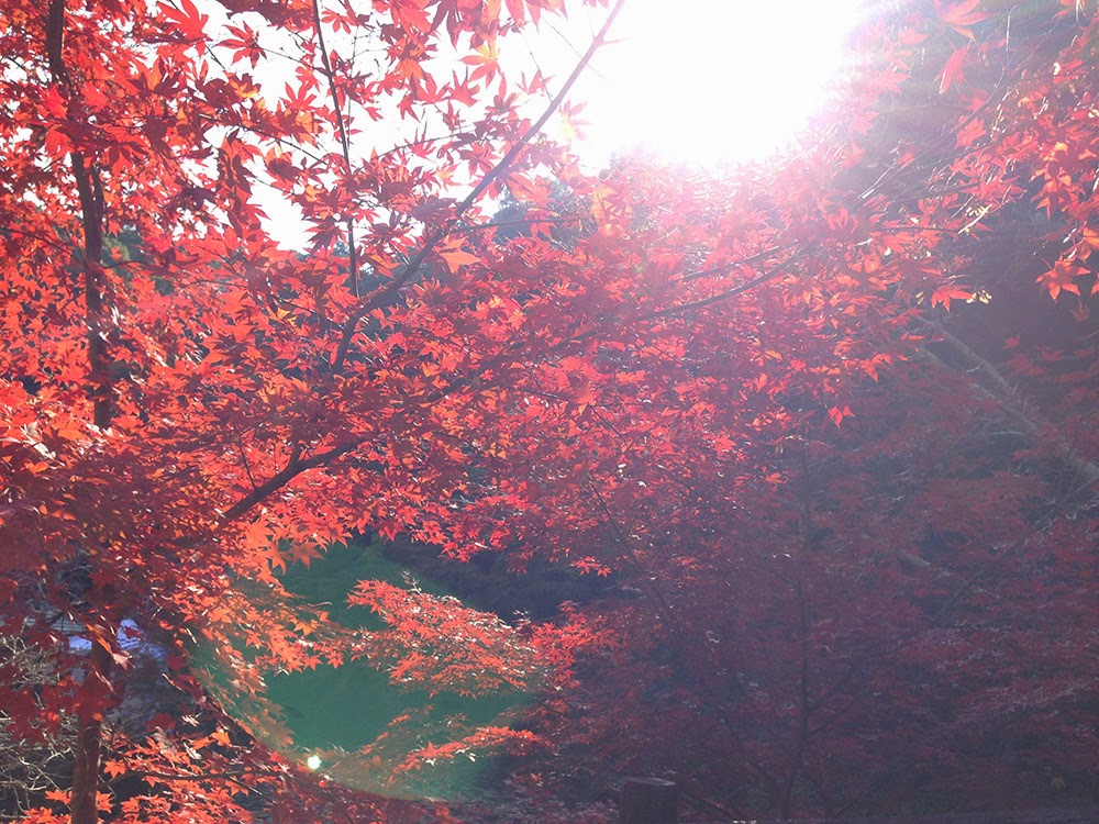 南房総小松寺の紅葉写真