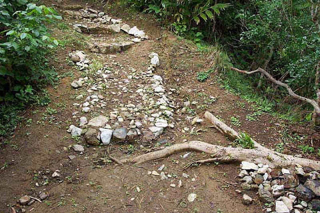 trail in mountainous forest