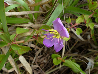 Heterotis decumbens