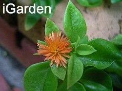 多肉品種 心葉冰花 花蔓草 園藝部落格 Igarden 花寶愛花園園藝文摘plus