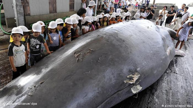Японія відновить комерційний китобійний промисел, ігноруючи міжнародну заборону