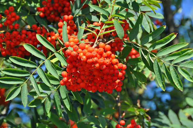 Рябина обыкновенная (Sorbus aucuparia)