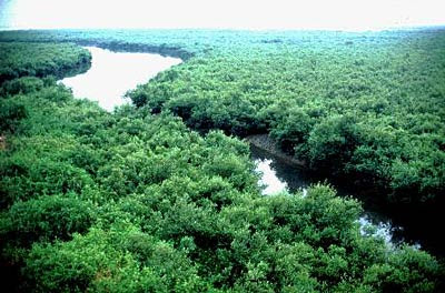 Sundarban natural mangrove forest