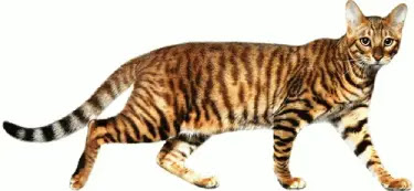 The 10 Pros of Owning a Toyger Cat
