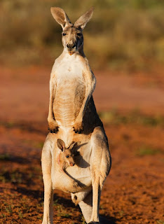 kangaroo HD image phooto download