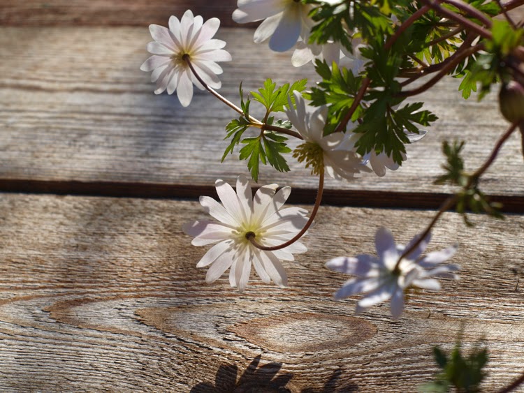 Hvide balkan-anemoner i krukker giver forårsstemning til haven