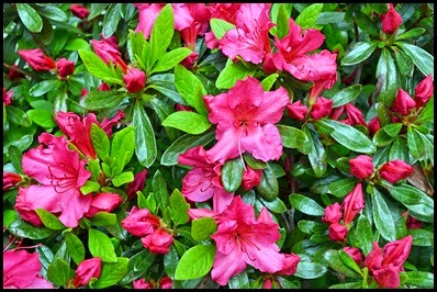 fall azaleas1
