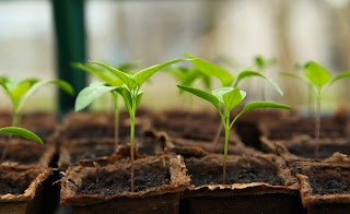 Gardening for Beginners: Essential Tools and Techniques