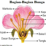 Pengertian Bunga / Riba Bunga Dan Institusi Bagi Hasil Ppt Download : Bunga adalah bagian dari tanaman yang umumnya berpenampilan indah dan mengeluarkan aroma wangi.