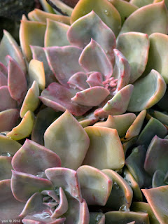 succulents 2/4