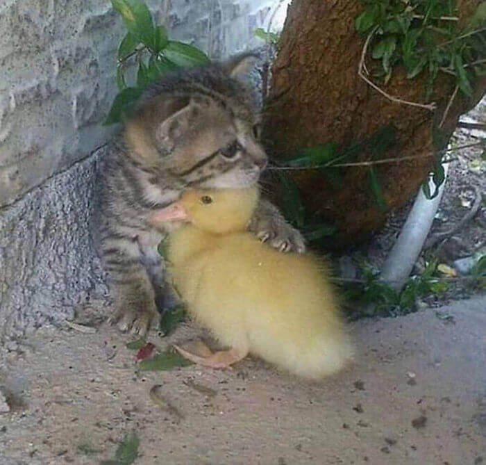 28 Incredibly Cute Pictures Every Duck Lover Will Fall For