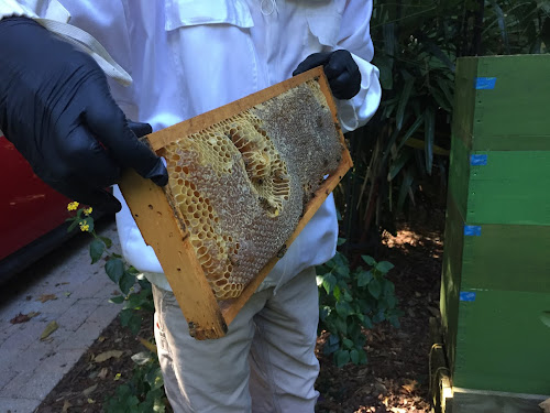 beekeeping,foundationless walter t kelly,bee,harvesting,crush and strain,honey,escape,wax,