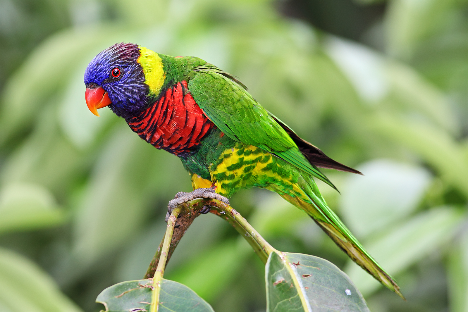 Flonimal Nesia Burung Nuri Pelangi Yang Berbulu Indah