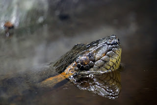 chinese horoscope year water snake, year water snake chinese horoscope, year water snake chinese zodiac, chinese zodiac year water snake, year water snake, water snake year, snake year water, year water snake chinese horoscope, water snake year chinese horoscope, snake year water chinese horoscope - Starpluto.blogspot.com