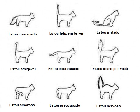O QUE CADA POSIÇÃO DA CALDA DO GATO QUER DIZER