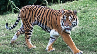 Tiger | Facts, Information, Pictures, & Habitat