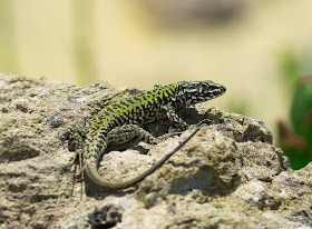 Wall Lizard - Ventnor Botanic Garden