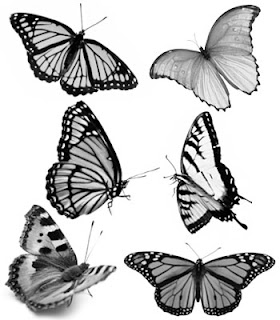 butterfly coloring pages