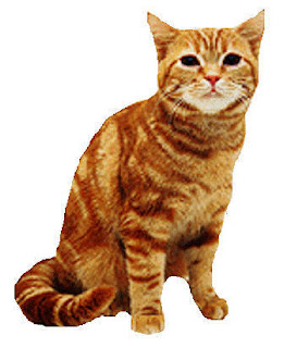 American Shorthair Pictures