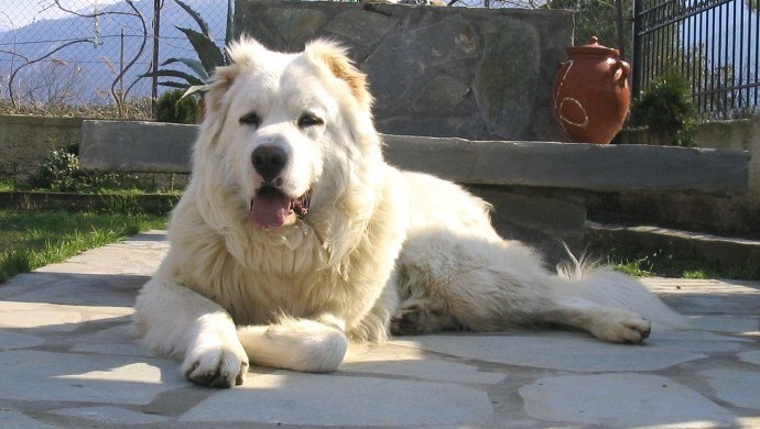 Excitement N Net: Gigantic Dogs  Caucasian Shepherd Dog