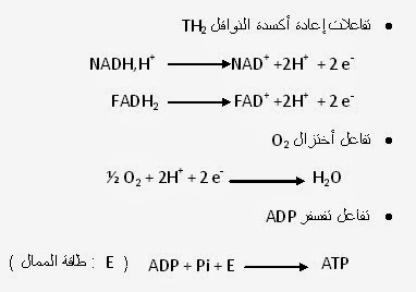 تفاعلات الأكسدة التنفسية والتفسفر المؤكسد بالغشاء الداخلي للميتوكندري -  respiration oxydative 