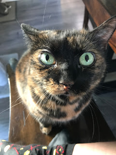 A photograph of a cat, named Crickt, with tortoise shell patterned fur and green eyes.