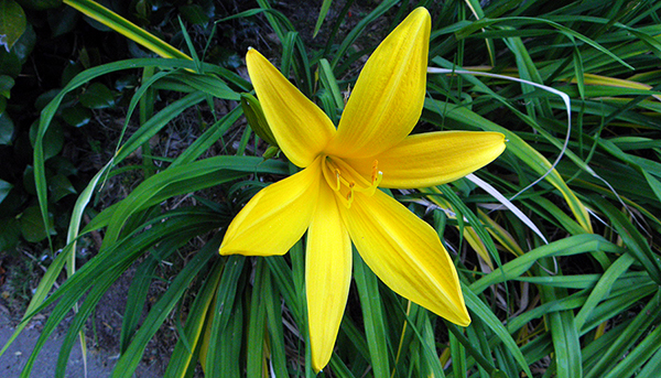 Yellow-orange day lily with spreading foliage
