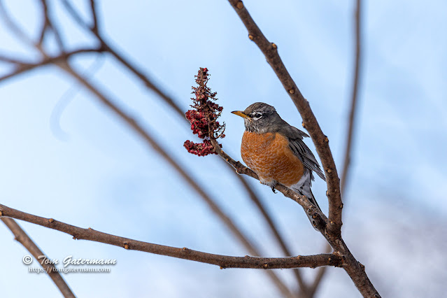 An American Robin perched in a tree at Kirkville, NY