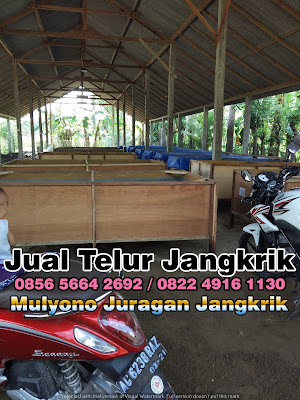 Harga Jual telur jangkrik tujuan pringsewu lampung 082249161130